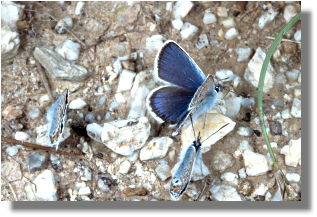 Silver-studded blues drinking ground water on the bank of a stream