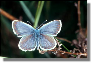 Mnnchen: Strahlend blau