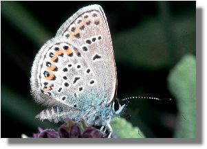 Flgel ebenfalls mit Silberflecken, aber insgesamt brauner