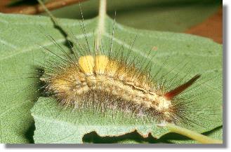 Farbvariante der Raupe des Rotschwanzes (Dasychira pudibunda)