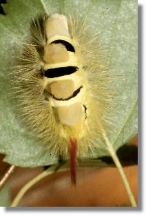 Raupe des Rotschwanzes (Dasychira pudibunda) mit schwarzen Intersegmentalhuten