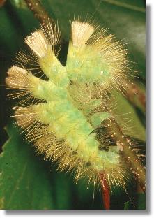 Raupe des Rotschwanzes (Dasychira pudibunda) mit schwarzen Intersegmentalhuten