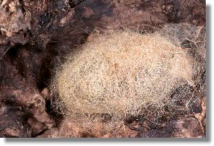 Rotschwanz (Dasychira pudibunda): Blick auf den Außenkokon