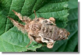 Rotschwanz (Dasychira pudibunda): Beim Schlpfen gestorben