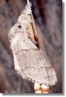 Weibchen des Rotschwanzes (Dasychira pudibunda) in Ruhestellung