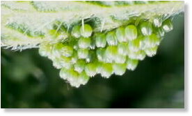 ...well hidden on the underside of a leaf