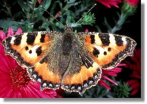 Der Edelfalter "Kleiner Fuchs" (Agalis urticae)