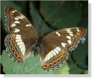 upper side of wings of female