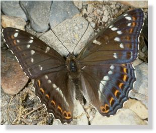 upper side of male