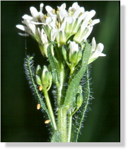 Nursery of the orange tip