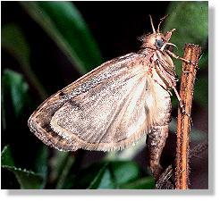 Frisch geschlpfte Hummel-Wachsmotte