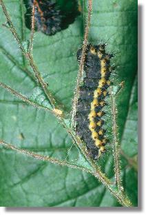 Raupe des Nacht-Pfauenauges (Saturnia pavonia)