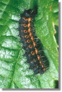 Raupe des Nacht-Pfauenauges (Saturnia pavonia)