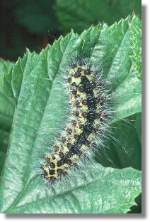 Raupe des Nacht-Pfauenauges (Saturnia pavonia)