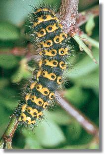 Raupe des Nacht-Pfauenauges (Saturnia pavonia)