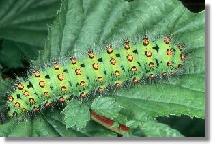 Raupe des Nacht-Pfauenauges (Saturnia pavonia)