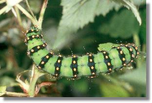 Raupe des Nacht-Pfauenauges (Saturnia pavonia)