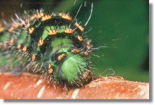 Raupe des Nacht-Pfauenauges (Saturnia pavonia) im Portrt