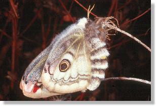 Weibchen des Nacht-Pfauenauges (Saturnia pavonia)