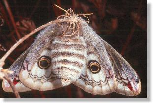 Weibchen des Nacht-Pfauenauges (Saturnia pavonia), Bauchansicht