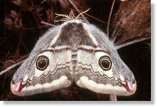 Weibchen des Nacht-Pfauenauges (Saturnia pavonia), Rckenansicht