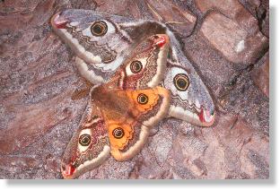 Balzendes Paar des Nacht-Pfauenauges (Saturnia pavonia)