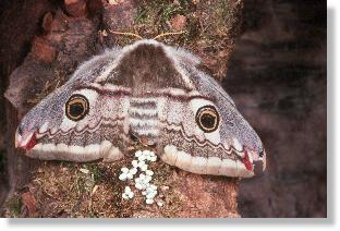 Weibchen des Nacht-Pfauenauges (Saturnia pavonia) bei der Eiablage