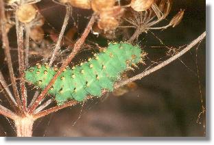 Raupe des Nacht-Pfauenauges (Saturnia pavonia) spinnt Verankerungsfden