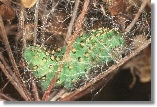 Raupe des Nacht-Pfauenauges (Saturnia pavonia) beim Spinnen des Netzes