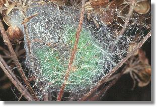 Raupe des Nacht-Pfauenauges (Saturnia pavonia) beim Spinnen des Kokons