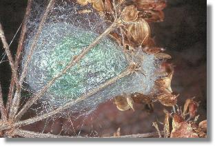 Kokon des Nacht-Pfauenauges (Saturnia pavonia)