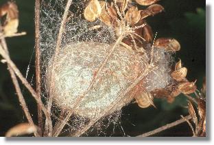 Herbstkokon des Nacht-Pfauenauges (Saturnia pavonia)