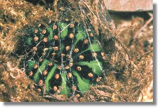 Raupe des Nacht-Pfauenauges (Saturnia pavonia) beim Anlegen eines Kokons auf einem trockenen Moospolster