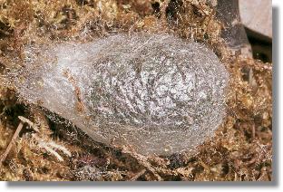 Frischer Kokon des Nacht-Pfauenauges (Saturnia pavonia) im Moos