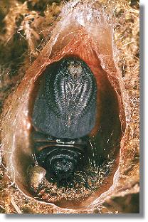 Puppe des Nacht-Pfauenauges (Saturnia pavonia) 