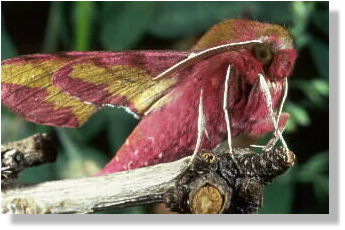 Wings still wet, but posing already