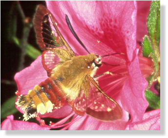 wird hufig fr eine Hummel oder einen "winzigen Kolibri" gehalten