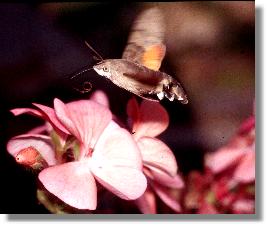 Das Taubenschwnzchen (Macroglossum stellatarum) im Anflug