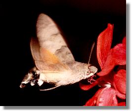 Das Taubenschwnzchen (Macroglossum stellatarum) im Anflug