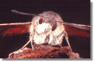 Das Taubenschwnzchen (Macroglossum stellatarum)  im Portrt