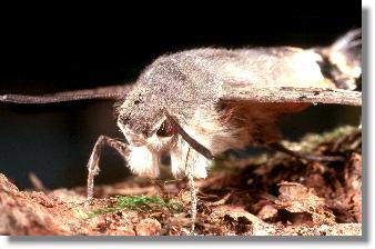 Das Taubenschwnzchen (Macroglossum stellatarum)  im Portrt