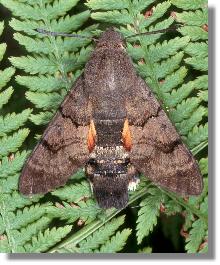 Falter des Taubenschwnzchens (Macroglossum stellatarum)  mit zusammengelegten Flgeln