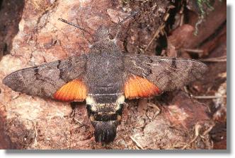 Puppe des Taubenschwnzchens (Macroglossum stellatarum)  mit ausgebreiteten Flgeln