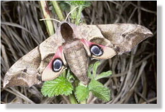 A bird's face with big eyes and a beak