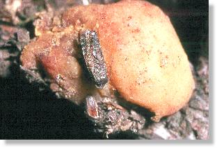 Erfolgreich geschlpfter Kiefernharzgallen-Wickler (Evetria oder Petrova resinella) auf der Galle