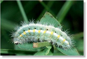 Raupe des Esparsetten-Rotwidderchens (Agrumenia carniolica)