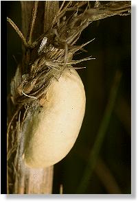 Kokon des Esparsetten-Rotwidderchens  (Agrumenia carniolica)