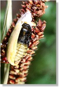 Puppe des Esparsetten-Rotwidderchens (Agrumenia carniolica)