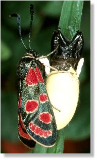 Frisch geschlpftes Esparsetten-Rotwidderchen (Agrumenia carniolica)