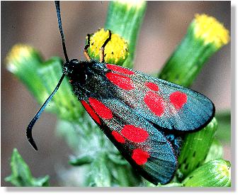 Wald-Rotwidderchen (Huebneria lonicerae)